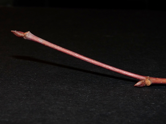 {Tilia heterophylla}